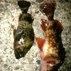 すんのかい!すんのかい!すんのかい!の巻